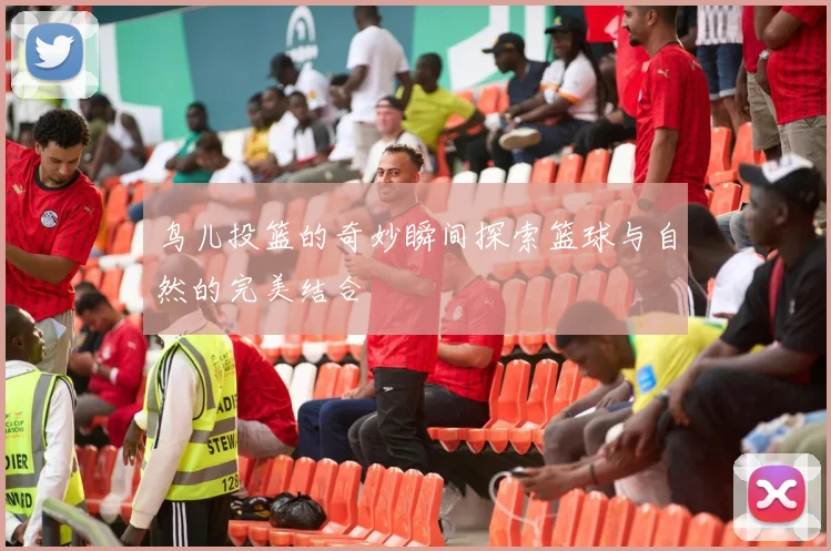 鸟儿投篮的奇妙瞬间探索篮球与自然的完美结合